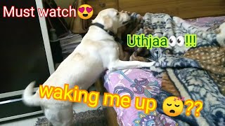How my dog wakes me up??😍😍 FUNNY😂😂 || BROWNI:THE LABRADOR 🐾||