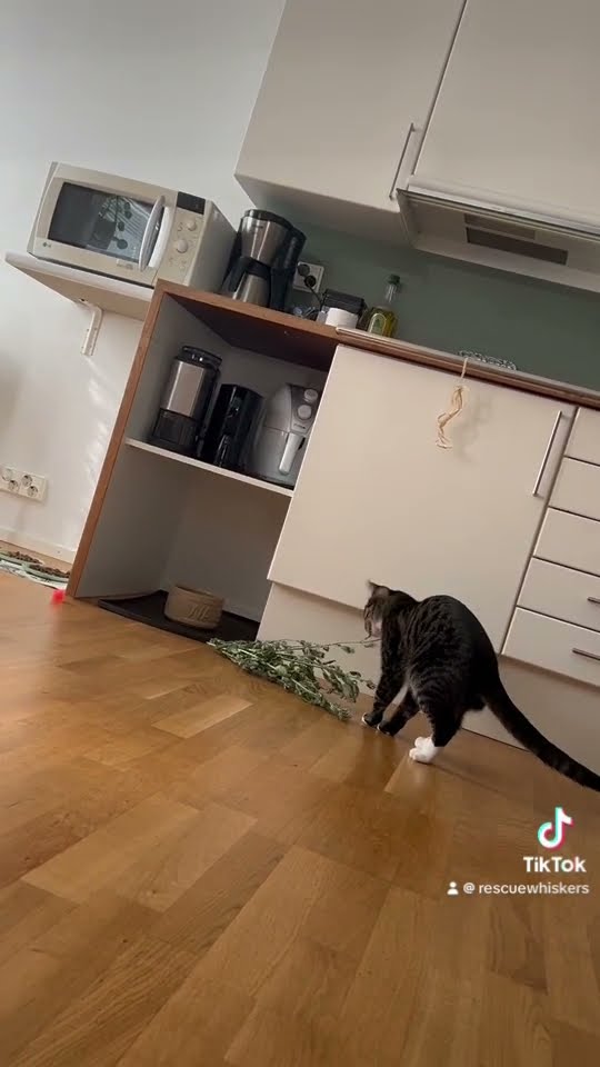 Catsofyoutube Cats Catsofinstagram Cat Catsoftiktok Rescuecat