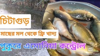 পুকুরে চিটাগুড় এর ব্যবহার,মাছের বজ্র নষ্ট করে ফ্রী খাদ্য তৈরি পদ্ধতি।মাছ চাষ।@bekartoentrepreneur