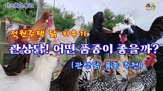 전원주택에서 키우면 유용하고 좋은 관상닭 품종을 추천합니다