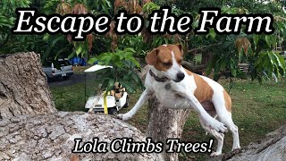 Escape to the Farm | Lola Climbs Trees!