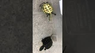 淘氣的小斑龜Naughty turtle🤩