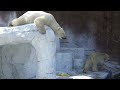 【シロクマの1分動画＃105】癒しのひととき、二人の時間💗シロクマの母娘【天王寺動物園】