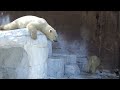 【シロクマの1分動画＃105】癒しのひととき、二人の時間💗シロクマの母娘【天王寺動物園】