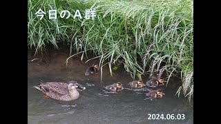 今日のA群カルガモ親子　6月3日