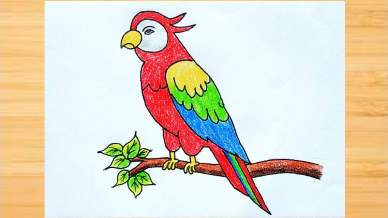 Parrot Birds Images Drawing Easy Images Infoupdate Org