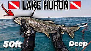 First Ever Lake Trout Harvested Underwater Spearfishing in Michigan!