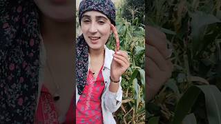 Gaon ke Khet ki sabji😋🤤|| गांव के खेतों में 💚 #minivlog #villagelife #pahadigirl #pahadilifestyle