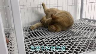 猫贩子4500元收只金渐层成母生过一窝，是不是又捡漏了！