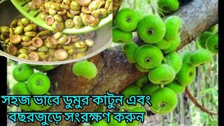 ডুমুর কাটার সহজ ২টি পদ্ধতি এবং সারা বছর ডুমুর সংরক্ষণের উপায় সাথে ডুমুরের পুষ্টি গুনাগুন জেনে নিন ।