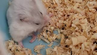 ジャンガリアンハムスターに精力増強剤を投与した結果　#Jungarianhamster #정글리안햄스터 #準倉鼠