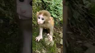 Monkeys, Baby monkey videos   BeeLee Monkey Fans #Shorts EP1282