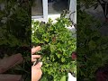 geranium pruning flowers gardening more tips