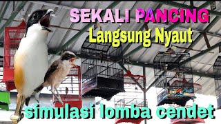 Pancingan cendet supaya emosi & cepat gacor || simulasi lomba cendet