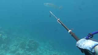 Spearing Dogtooth tuna on a polespear: BLACK REEF CO