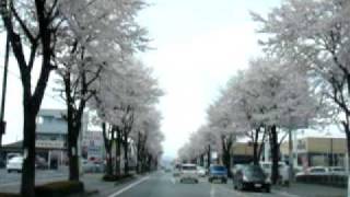 Row of cherry blossoms of  Kanuma／鹿沼市 さつき大通り 桜並木