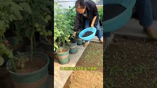 种菜不打药的秘诀 #种植小技巧 #农业种植技术 #学种菜