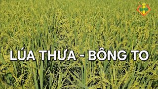 LÚA THƯA BÔNG TO, ĐỀU BÔNG - GIÁ LÚA TĂNG CAO