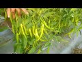 f1 green chilli jersey56 mulchingsheetfarming