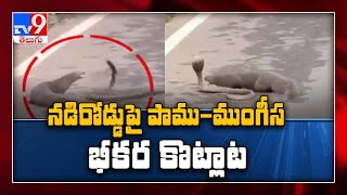 Fierce battle between snake and mongoose goes viral - TV9
