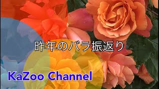 ❤昨年のバラを思い出しながら 今年の春が待ち遠しい❤(植え替えの様子も）