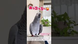 【おしゃべりインコ】パパとお兄ちゃん達を待つインコ②#shorts #ヨウム #めいちゃん #おしゃべりインコ #おかえり #おかえま#ものまね #bird #parrot #鳥