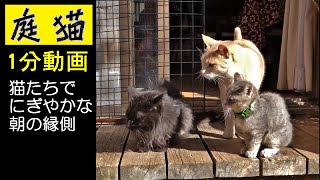 【庭猫】1分動画・猫たちでにぎやかな朝の縁側