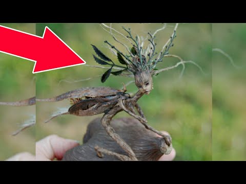 Fairy|ক্যামেরায় ধরা পরা ৫টি আসল পরী|top 5 Real|fairies Caught On ...