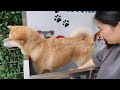 akita inu daxiang take a shower in puteaux 秋田犬大象洗澡澡啦~~