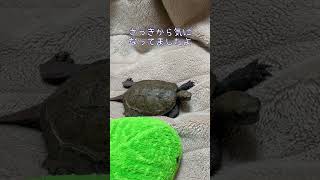 アンディ 気になってた #shorts #かめ #イシガメ #ニホンイシガメ #cuteanimals