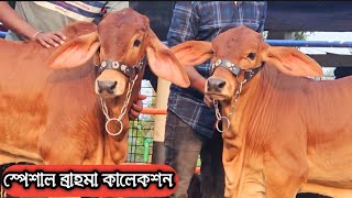 ১০০% ব্রাহামা ষাড় গরুর কালেকশন দেখুন #americanbrahma #brahman #sahiwalcow #brahma #indiancow