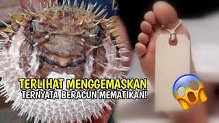 Jangan Tertipu! Inilah Hewan Lucu yang Ternyata Berbahaya