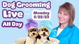 Dog Grooming behind the scenes LIVE daily! Poodle, Coton, Havanese, Biewer, Yorkie, Bichon, Maltipoo