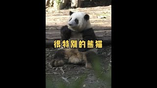 这是一只很特别的大熊猫｜熊猫