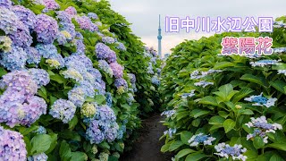 東京｜旧中川アジサイとスカイツリーを見える遊歩道｜紫陽花満開｜Tokyo old nakagawa hydrangea