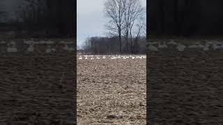 Snow Geese! Lansing NY 3.9.2023 #4