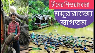 বাঁশির শব্দে উড়ে আসে হাজার হাজার ময়ূর।। চীনের ময়ূর লেক, Peacock of China, Hello Jewel