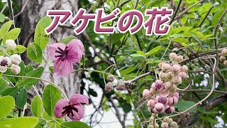 アケビの花が咲き始めました