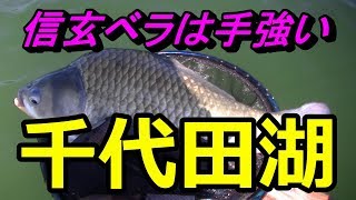 千代田湖　残り者には何枚か来る！　へらぶな釣り