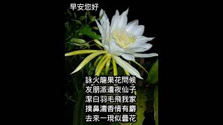 詠火龍果花問候