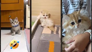 Funny Cats 2025 🐈‍⬛ #fyp 😸 #FunnyCats Episode 7008