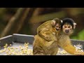 squirrel monkey baby boom at taronga zoo sydney