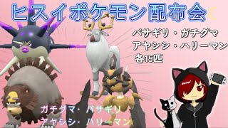 [ポケモンSV] ヒスイポケモン配布会☆今回はバサギリ・ガチグマ・アヤシシ・ハリーマン各1匹配布☆(他のヒスイポケモンも配布は可能ですがいずれか2匹のみ)のんびり実況☆