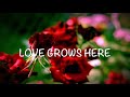 Love Grows Here / Sung by Nancy Price