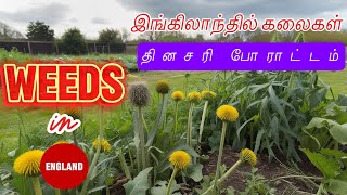 UK Weeds: The Daily Struggle on the plot | இங்கிலாந்து கலைகள்: தினசரி போராட்டம் UK Tamil Farming