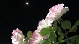 【Garden】夜の薔薇/月と薔薇の共演/マチルダ/ザマッカートニーローズ