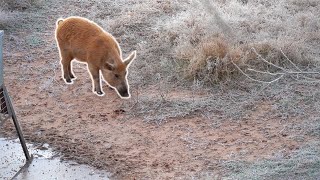 BEAST VS  BIG BOAR!