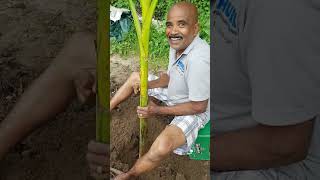 BANANA FARMING|வாழை மரம் நடுதல்|banana plantation in The Netherlands  #shorts