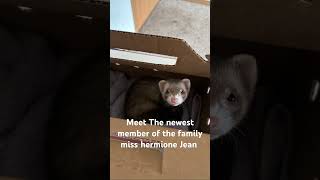 #cute #ferret #troublemaker ￼