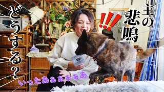 優しすぎる甲斐犬！主が悲鳴をあげたら…‼【換毛期】【柴犬・甲斐犬】